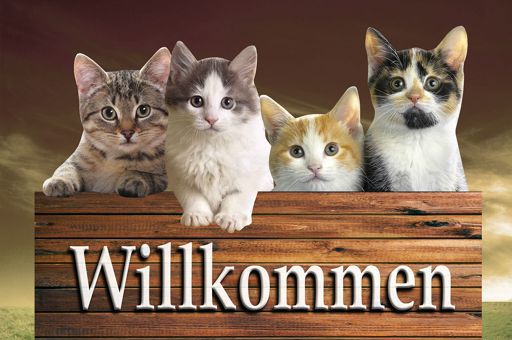 katzen_willkommen_512x340.jpg